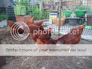 Chickens-2011_04_02-007.jpg