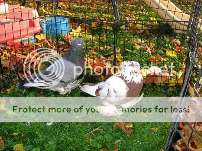 pigeonrabbit005-1.jpg