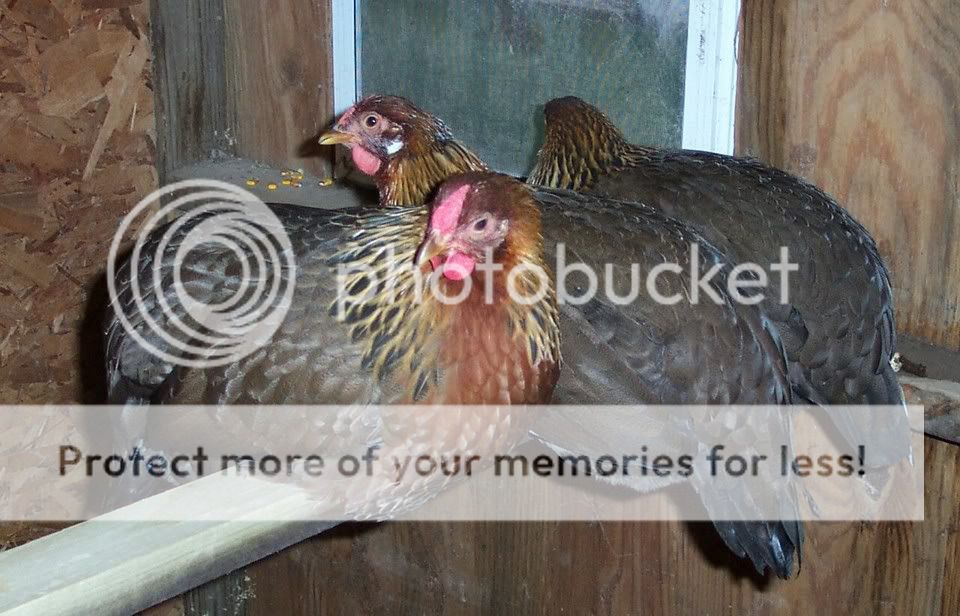 Hens.jpg