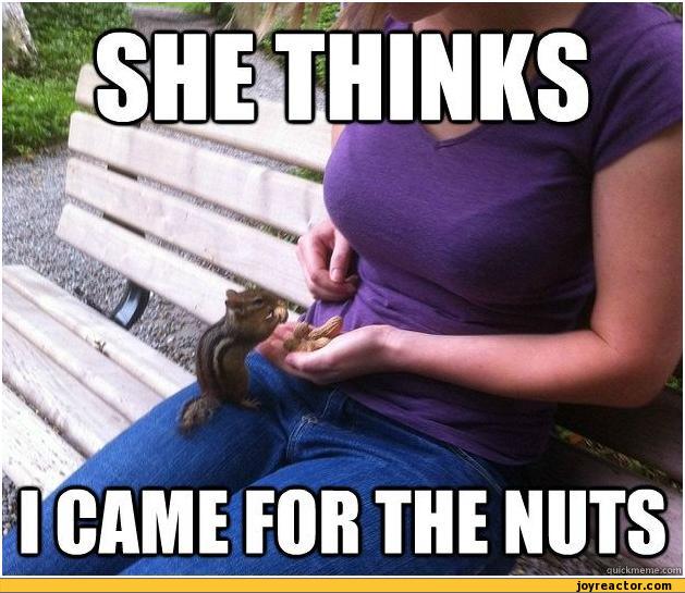 auto-she-thinks-squirrel-nuts-348342.jpeg