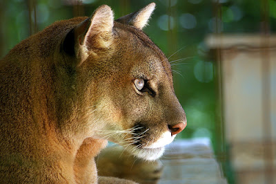 cougar-profile.jpg