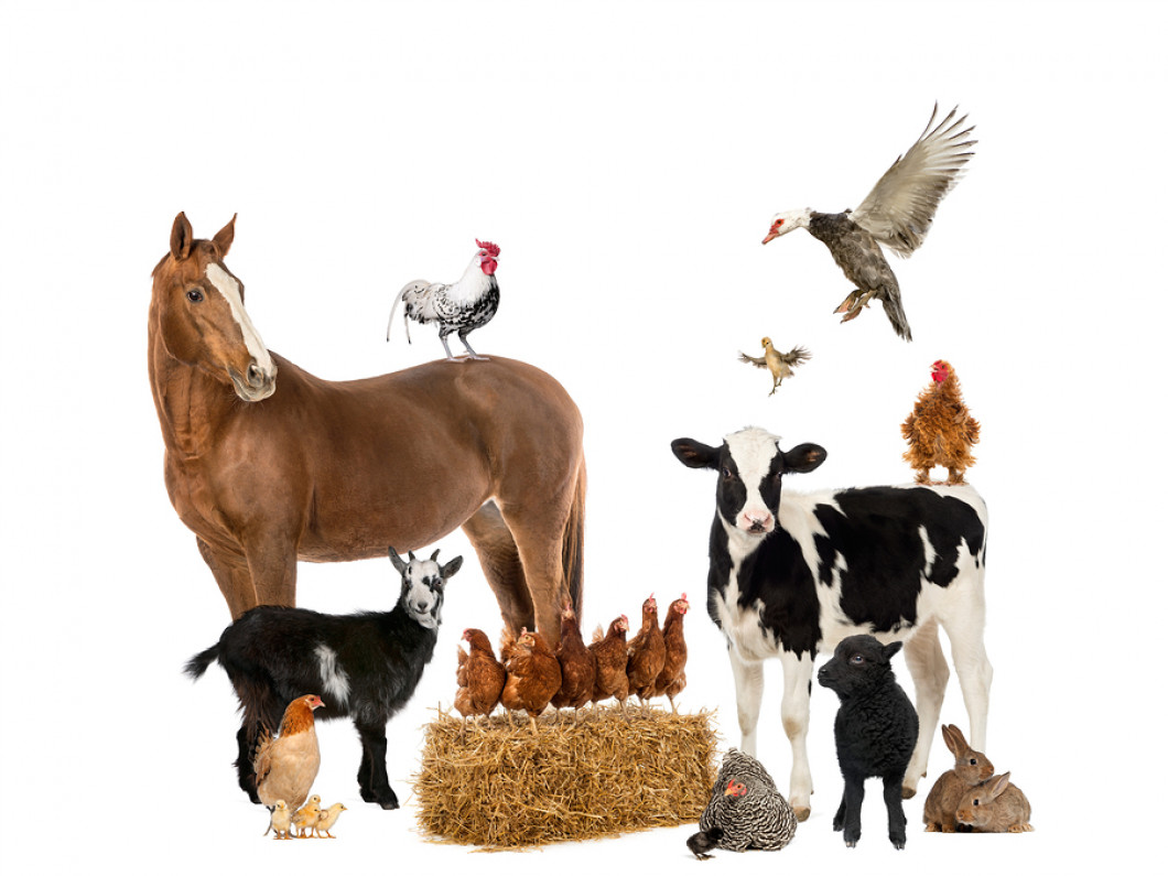 Group-of-farm-animals-71641507.jpg