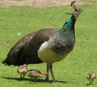 Tassie%20Indian%20peahen%20and%20chicks.JPG