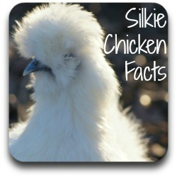 silkie-chickens-05.jpg