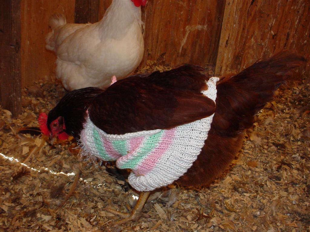 chicken%20sweater%20007%20(Large).jpg