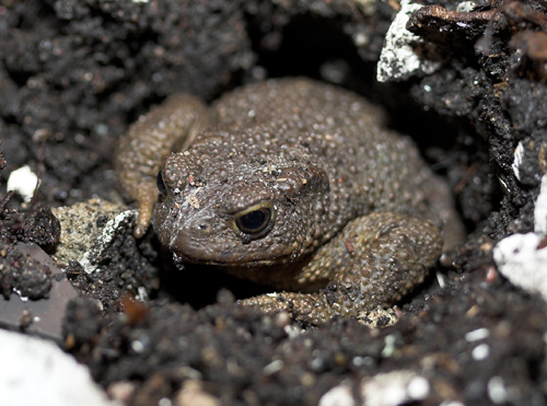 Common_Toad_Hole.jpg