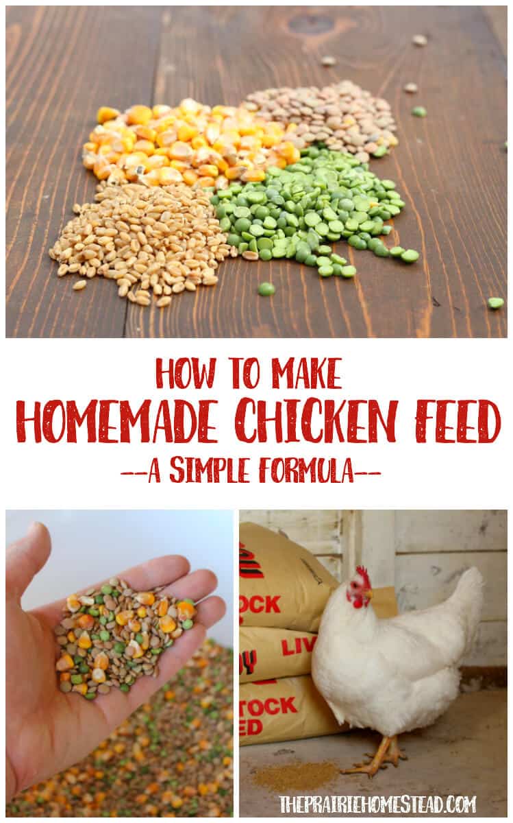 homemade-chicken-feed-formula.jpg