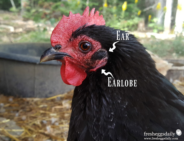 chicken-hearing-ear-and-earlobe.jpg