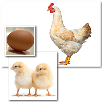 amberlink-pullets-pic_large.png