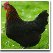 individual-bl-pullet_large.png