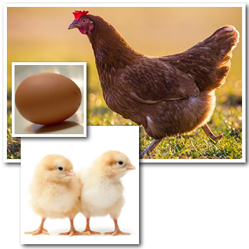 isa-brown-pullets-pic_large.png