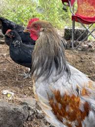 Pictures of Prairie Bluebell Egger Roosters | BackYard Chickens ...