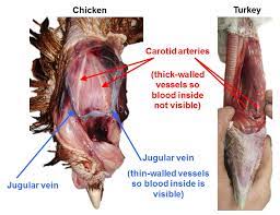 Effective neck-cutting of poultry