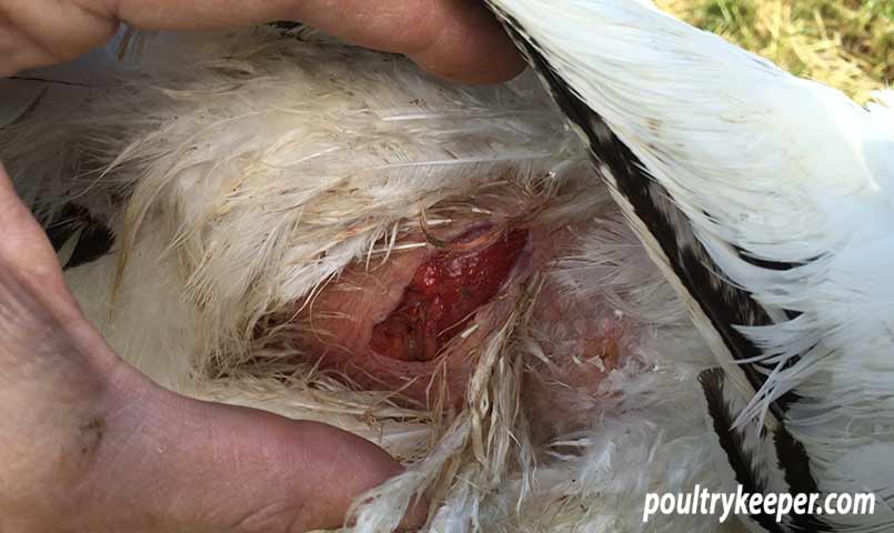 Wound-on-Hen-from-Rooster-Spurs_805x480.jpg