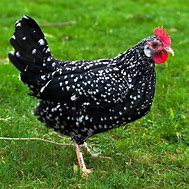 Image result for chicken breed