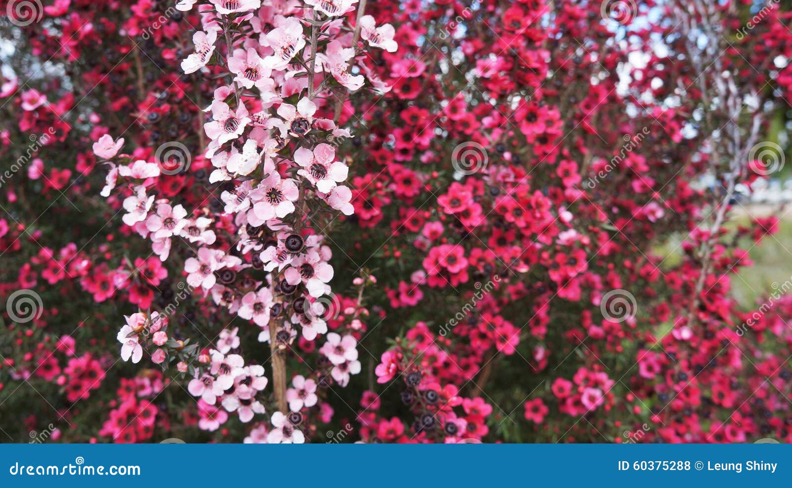 pink-manuka-flowers-grown-new-zealand-flower-also-known-as-tea-tree-their-come-white-varies-shades-60375288.jpg