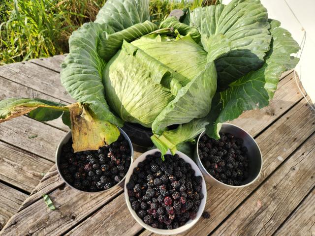 full-665-183105-cabbage_and_berries.jpg