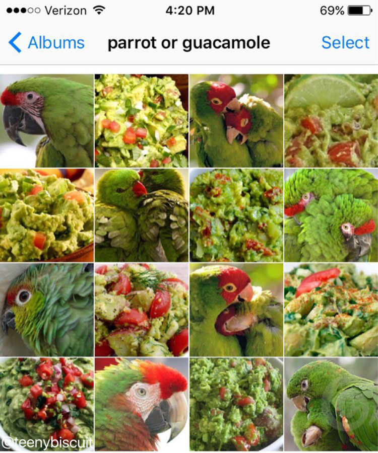 parrot-or-guacamole-by-karen-zack.jpg