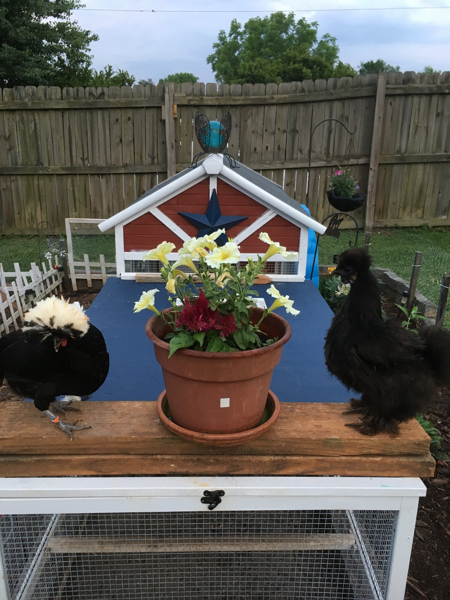 10 Joys Of Keeping Backyard Chickens Backyard Chickens Learn