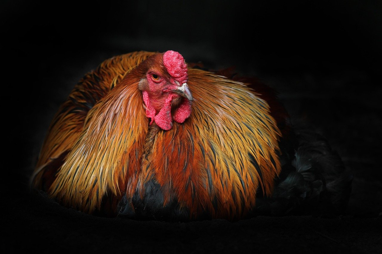 rooster-6978340_1280.jpg