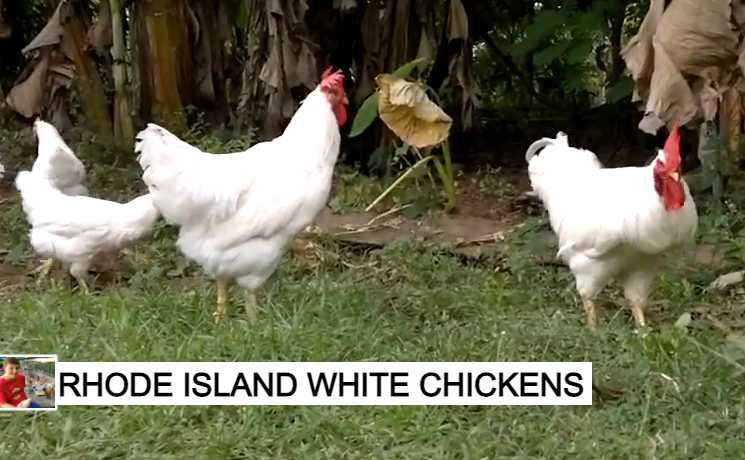 Rhode Island White Chickens.jpg