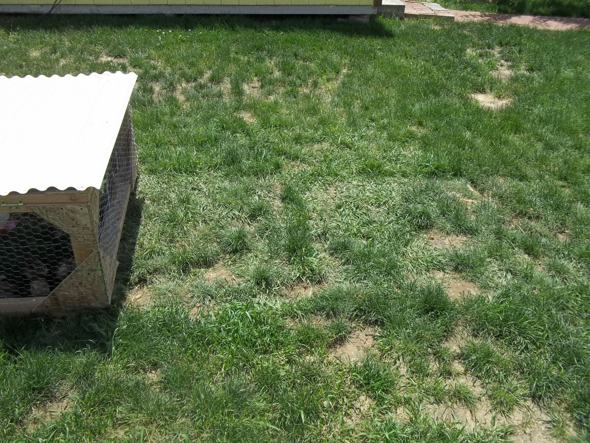 4'X8' Quail Tractor for arid region "Egg Mobile" BackYard Chickens