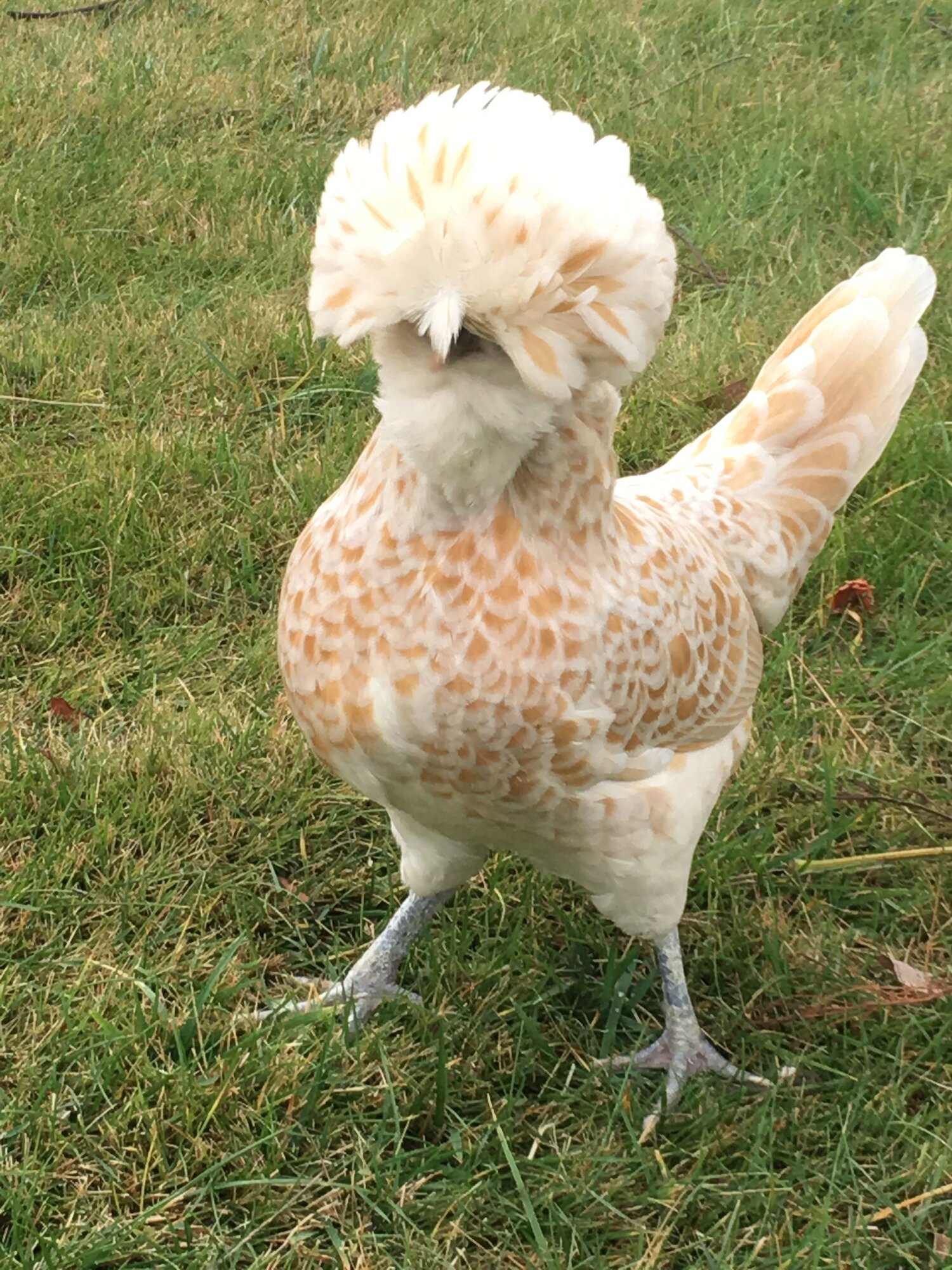5 Beautiful Ornamental Chicken Breeds