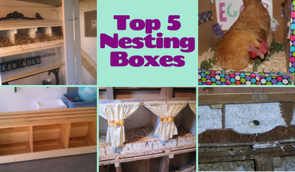 Top 10 Best Homemade Feeders (21).png