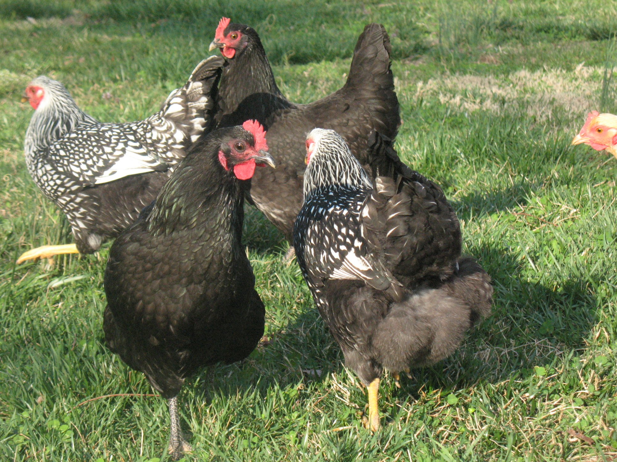 A Couple Chicken Problems And How To Fix Them BackYard Chickens