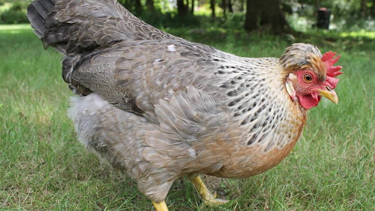 Cream Crested Legbar - Good egg laying chickens.jpg