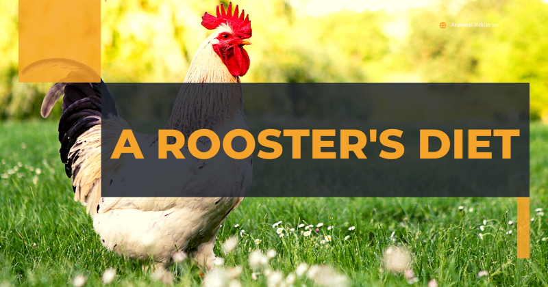 A rooster's diet.png