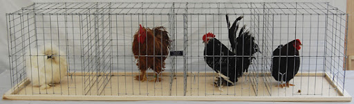 ShowCages.jpg
