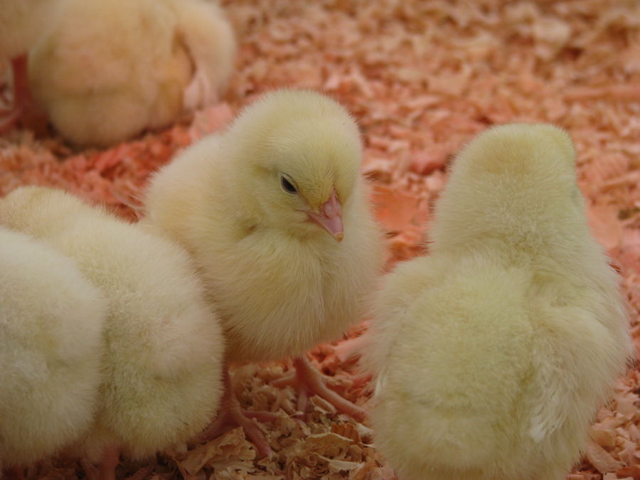 Advice For Chicken Owners Backyard Chickens Learn How To Raise