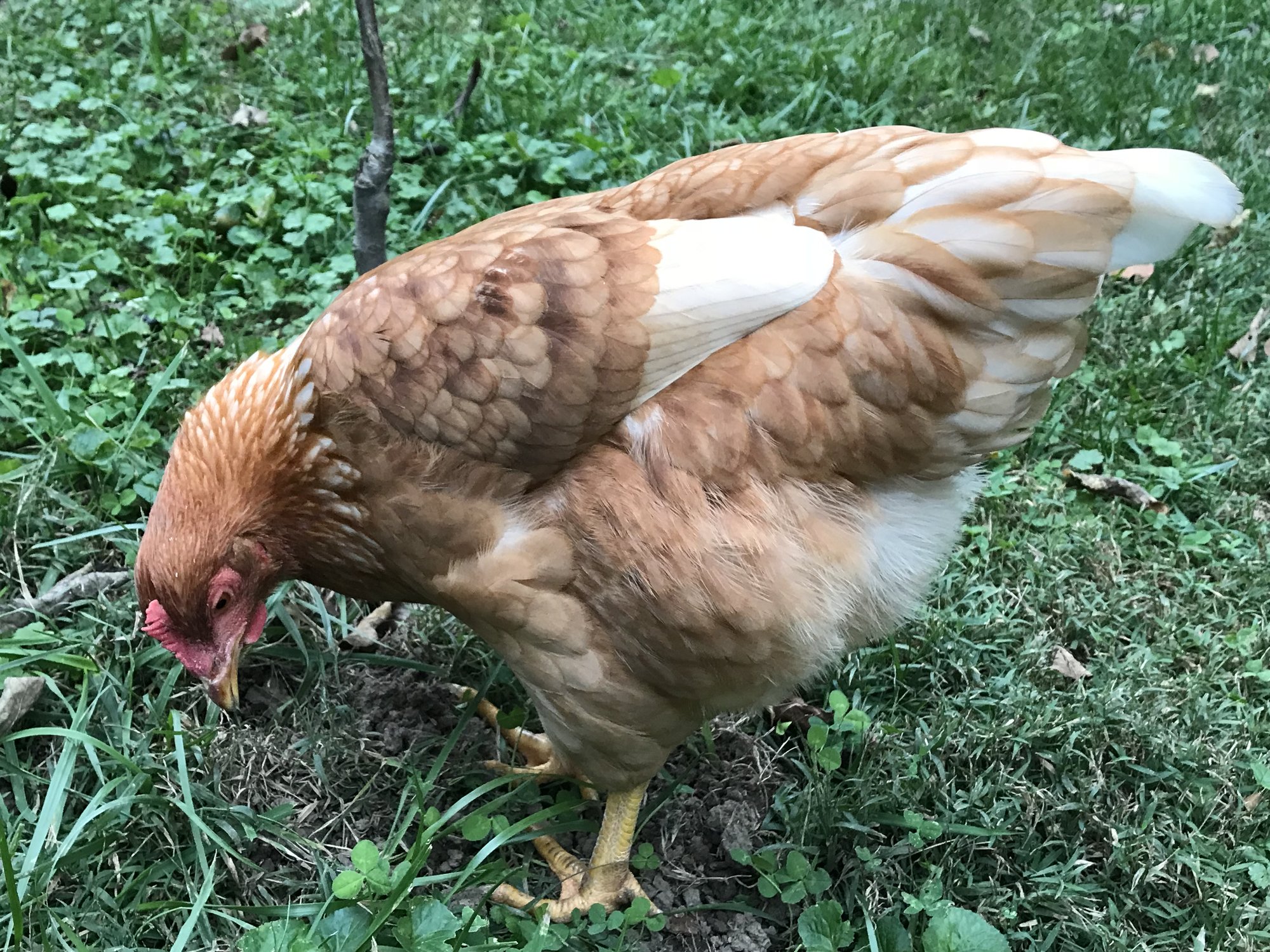 Ammonia Toxicity in Chickens BackYard Chickens Learn How to Raise