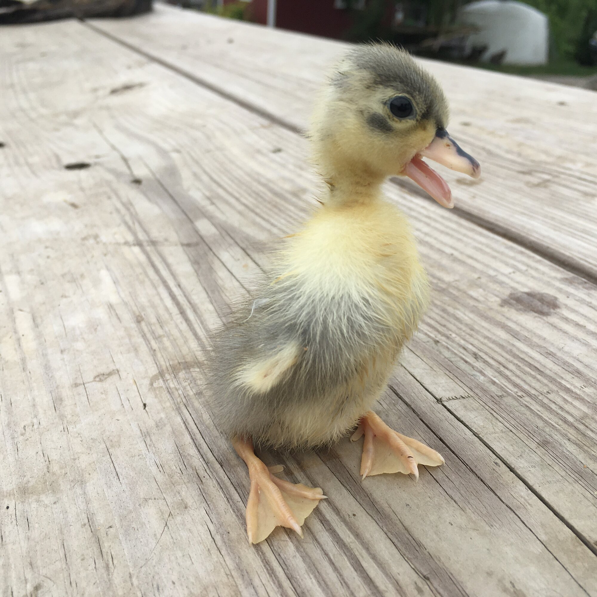 https://www.backyardchickens.com/articles/assisting-call-duck-hatches.76507/cover-image