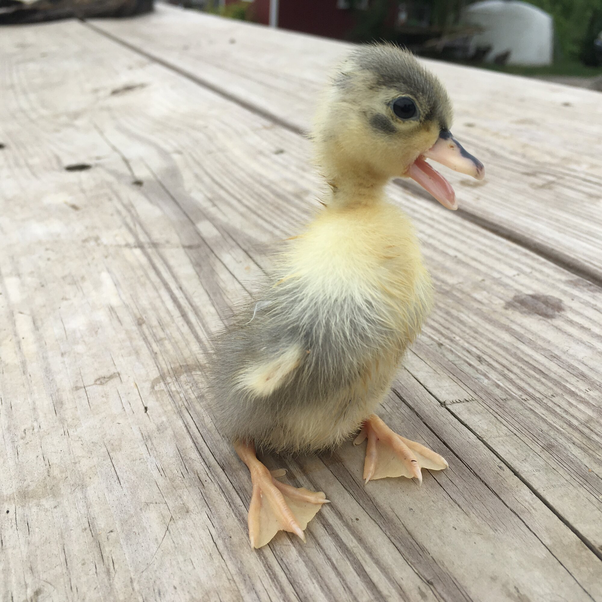 bloody pip with white membrane  BackYard Chickens - Learn How to Raise  Chickens