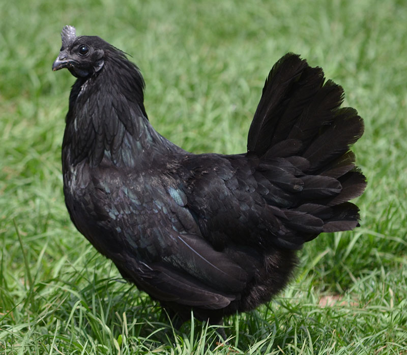 10 Interesting Facts About the Ayam Cemani Chickens