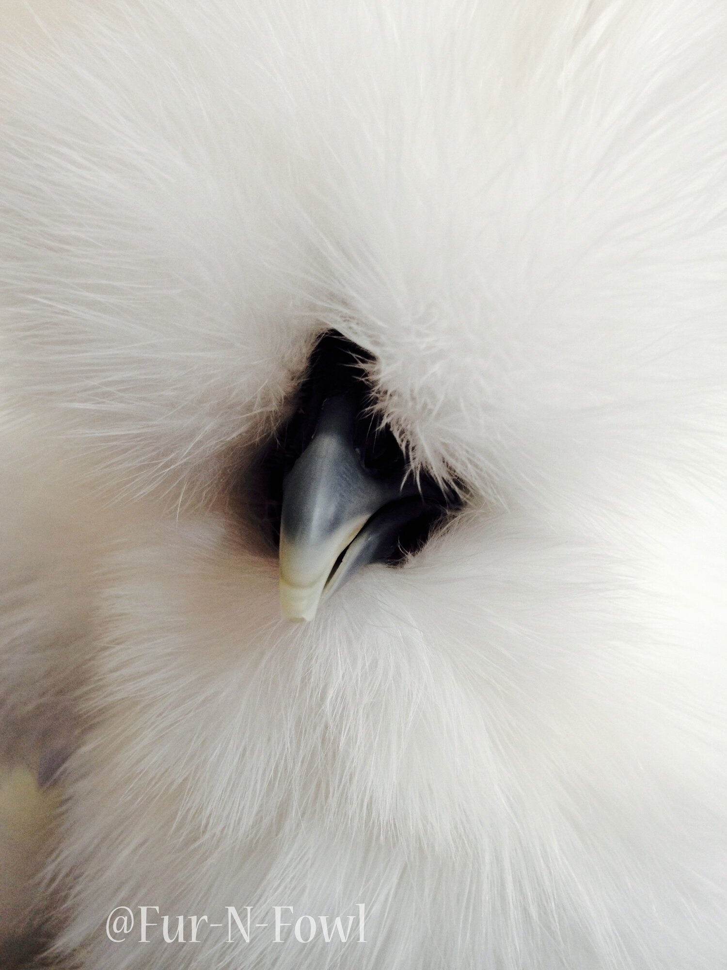 Bathing Silkies: How To Keep Them Bright \u0026 Fluffy! | BackYard Chickens -  Learn How to Raise Chickens, image size:1500x2000