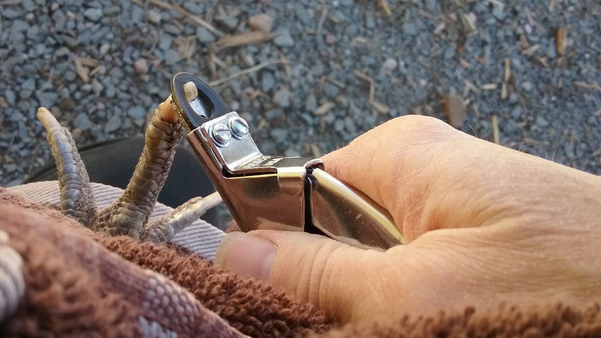 Beak and Claw Trimming BackYard Chickens Learn How to Raise Chickens