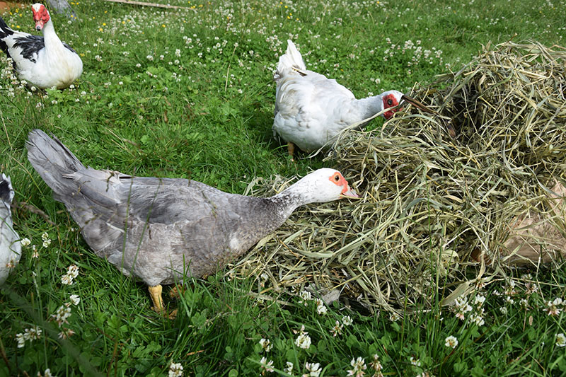 Beginner's Guide to Making Your Own Hay BackYard Chickens Learn How