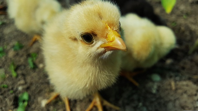 chicken-g25498e232_640.jpg