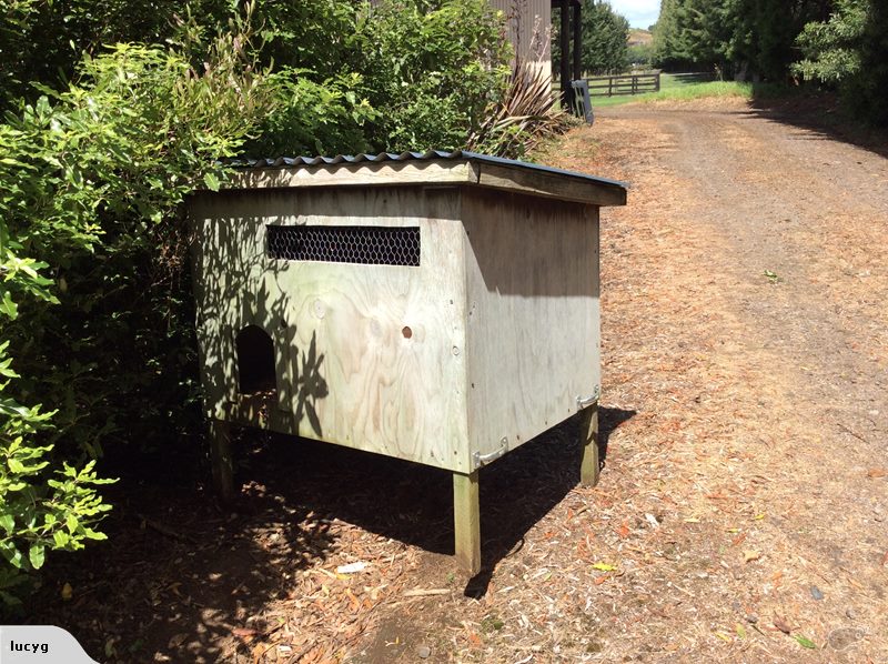 Ben's Small Chicken Coop BackYard Chickens Learn How to Raise Chickens