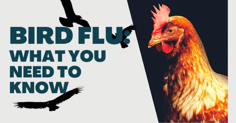 bird flu what you need to know.gif