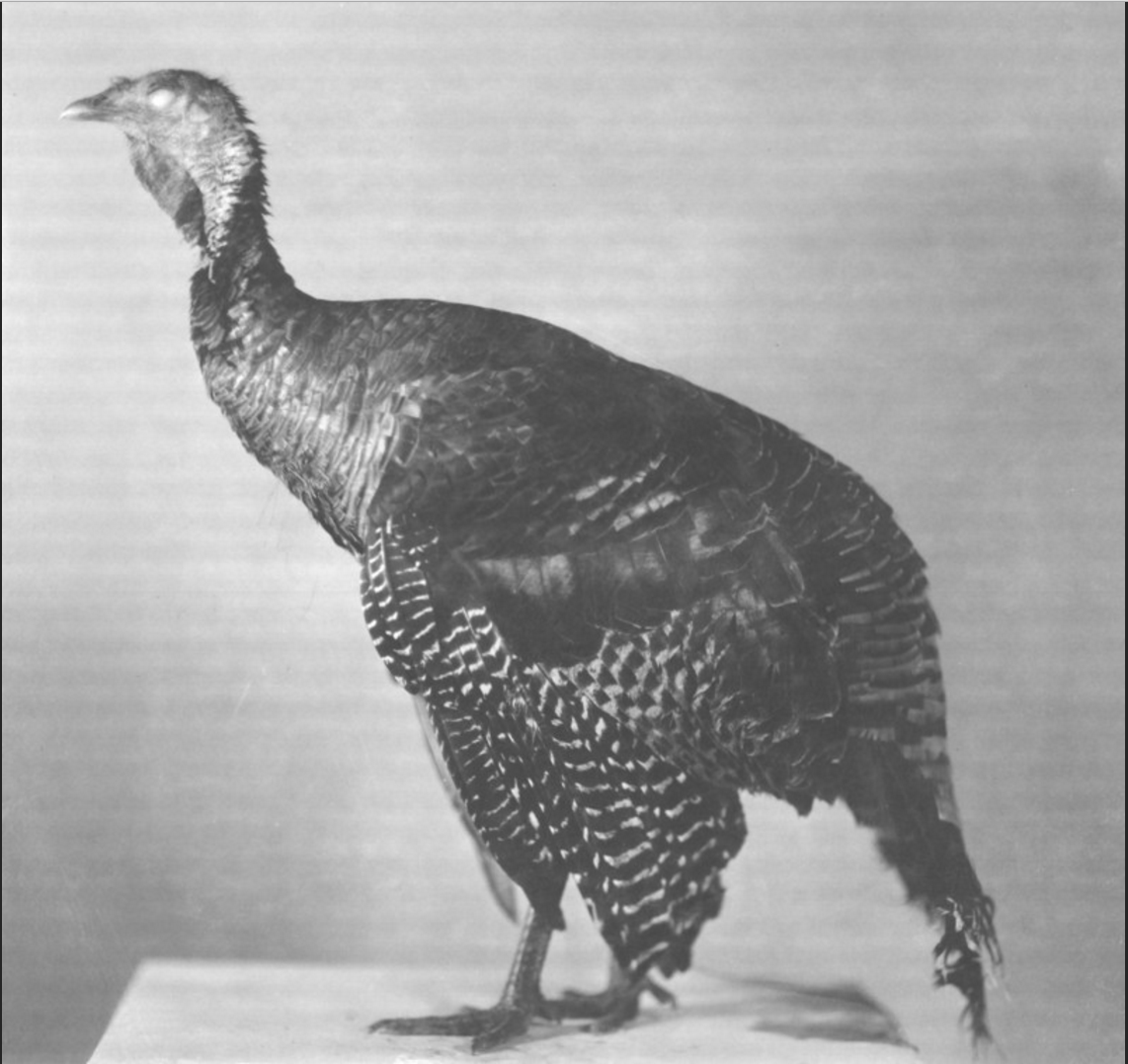 blackhead_turkey_1.PNG