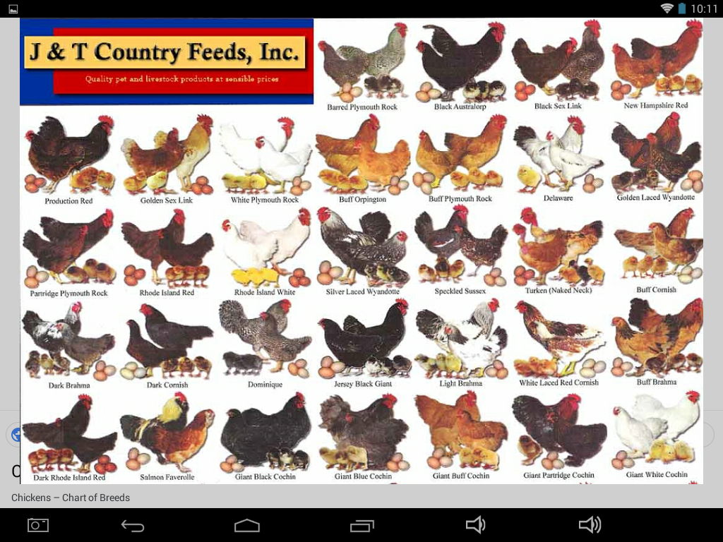 Cross Chickens Chart