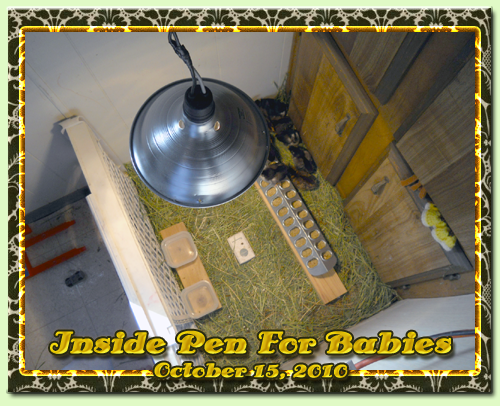 10-15-2010-inside-pen-001.png