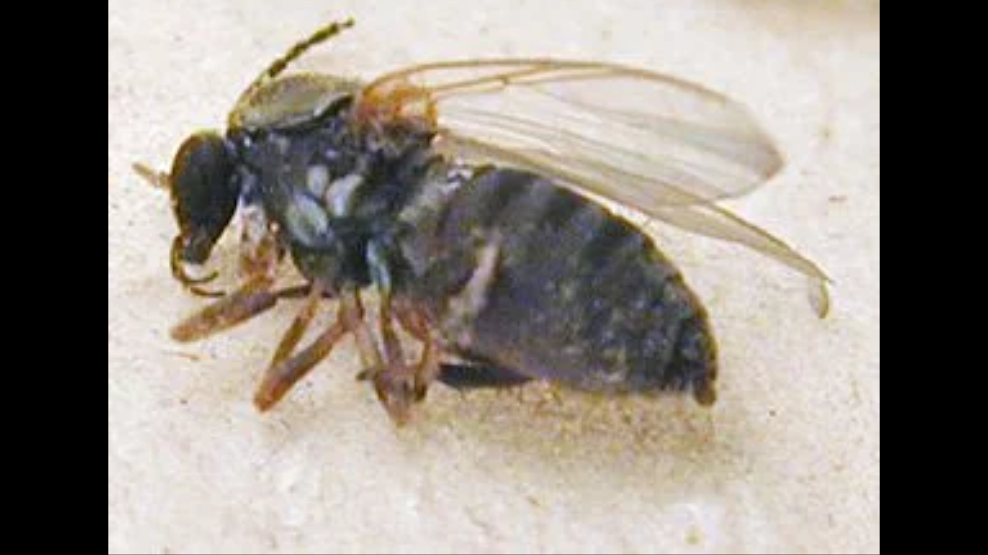 Buffalo Gnats and what You NEED to Know! BackYard Chickens Learn