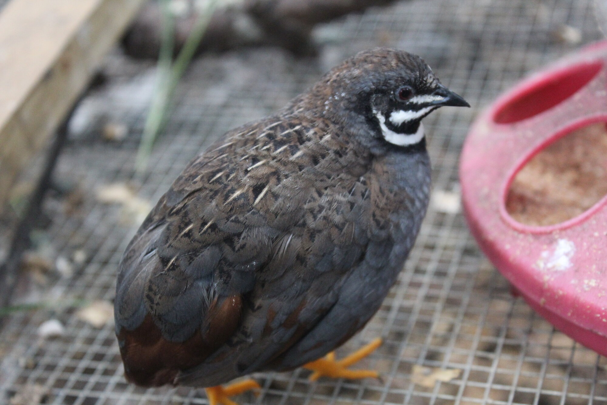 Button Quail Your Guide To Ethical Care BackYard Chickens Learn