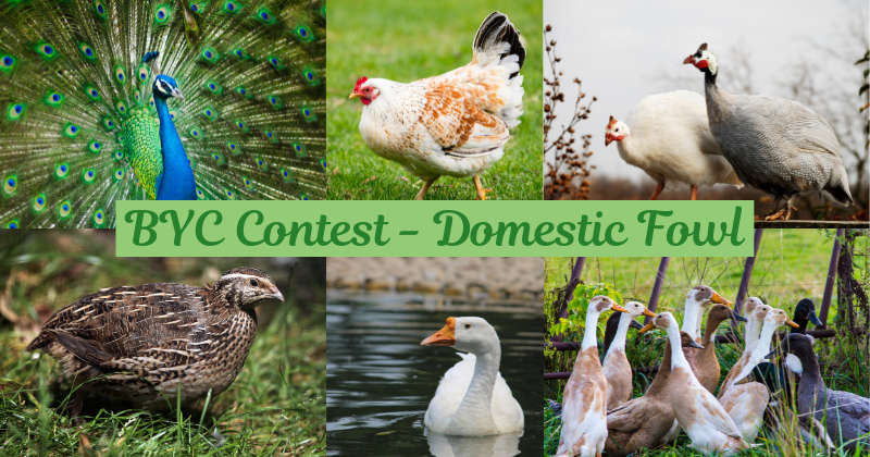 BYC Contest - Domestic Fowl.png
