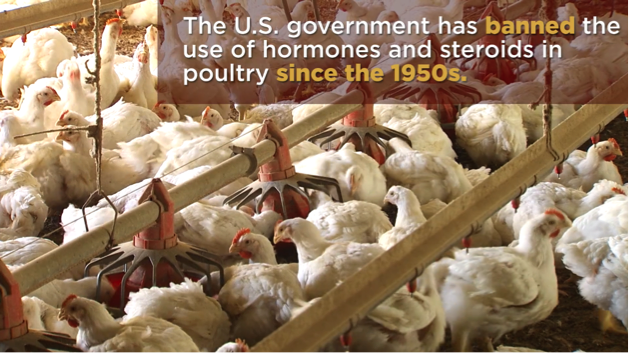 hormones-illegal-poultry-production.png